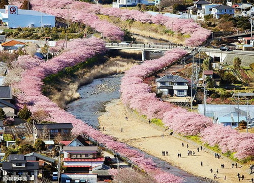 kawazu-cherry-blossoms-shizuoka-japan-14.jpg