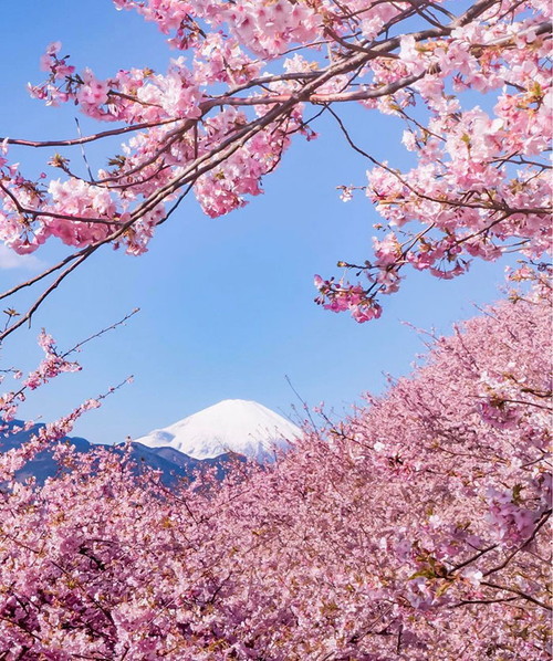 kawazu-cherry-blossoms-shizuoka-japan-16.jpg