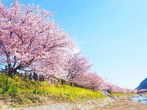 kawazu-cherry-blossoms-shizuoka-japan-2.jpg
