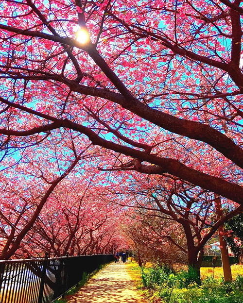 kawazu-cherry-blossoms-shizuoka-japan-3.jpg