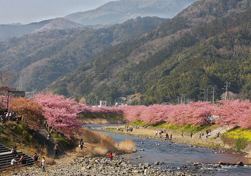 kawazu-cherry-blossoms-shizuoka-japan-5.jpg