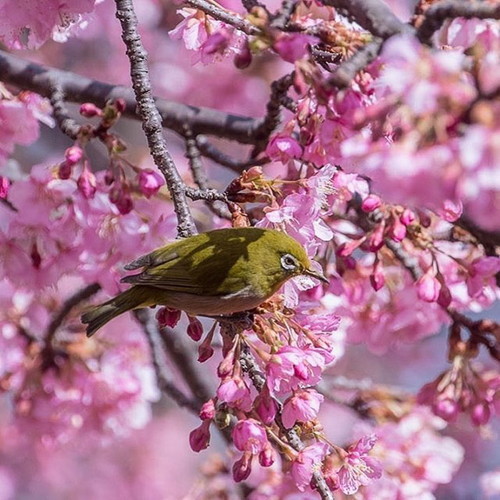 kawazu-cherry-blossoms-shizuoka-japan-6.jpg