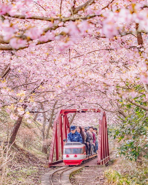 kawazu-cherry-blossoms-shizuoka-japan-8.jpg