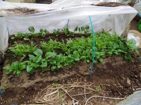 ちぢみ法蓮草と水菜の畝0222