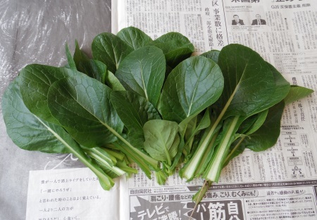 小松菜の収穫0329