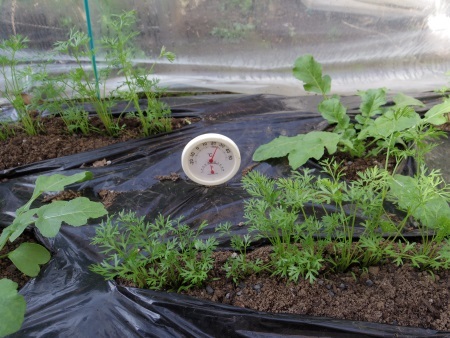 根菜の畝に設置した温度計